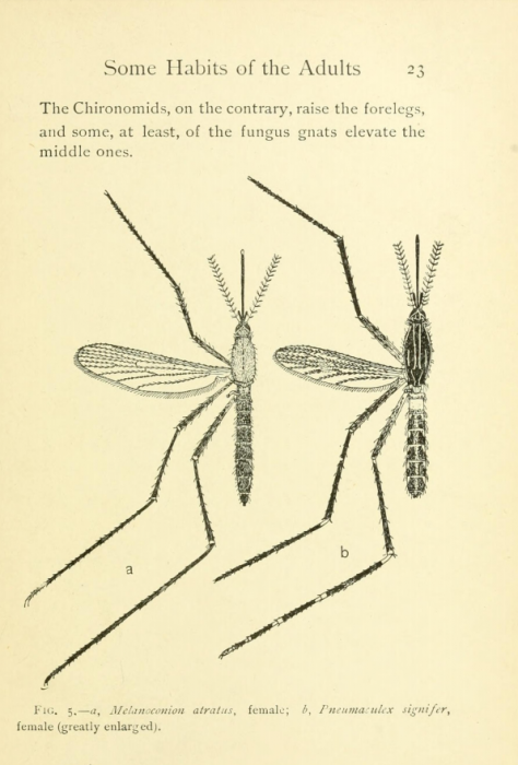 drawing of mosquitoes