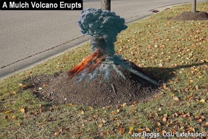Altered image showing mulch cone around tree "erupting"
