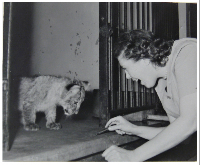 Black and white photo of young woman engaging with lion cub