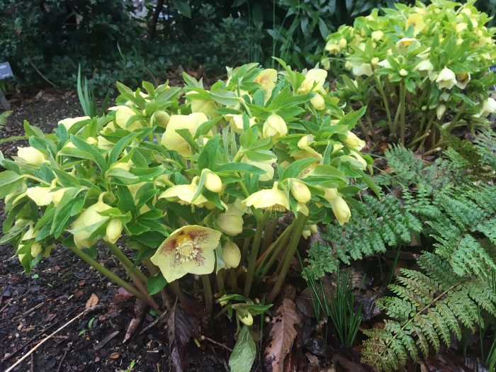 Hellebore Pine Knot Yellow