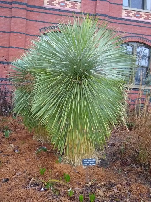 Yucca rostrata in winter
