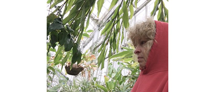 Our Smithsonian: Won’t someone think of the philodendrons?