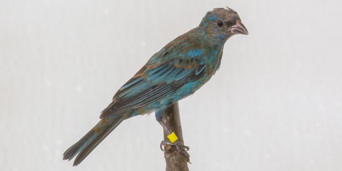 Indigo bunting