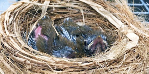 Wood thrush chicks