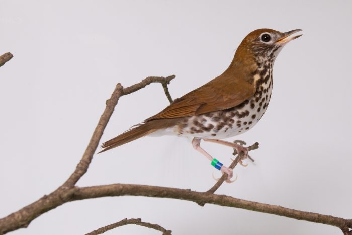 Wood thrush