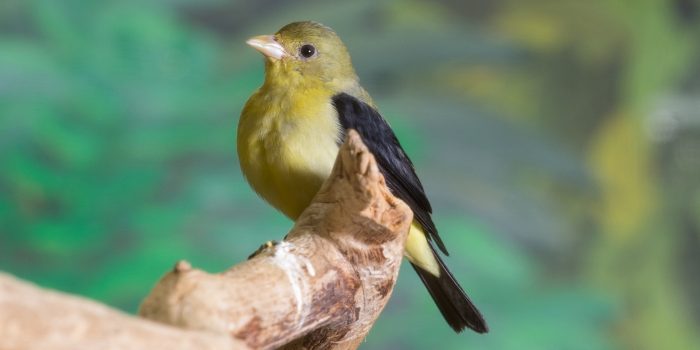 Scarlet tanager