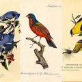 Vintage prints of American songbirds