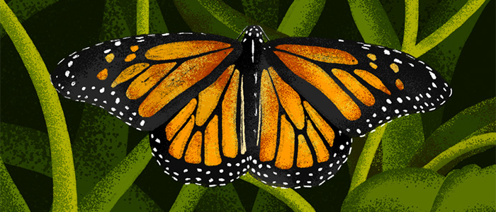 Monarch Butterflies: The People’s Insect