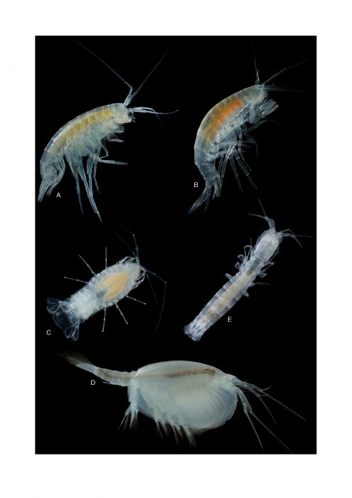 Assorted crustacean sepcimens