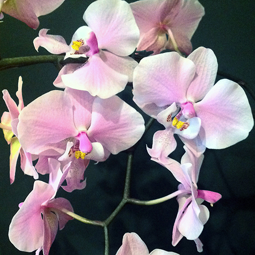 Close-up of orchids