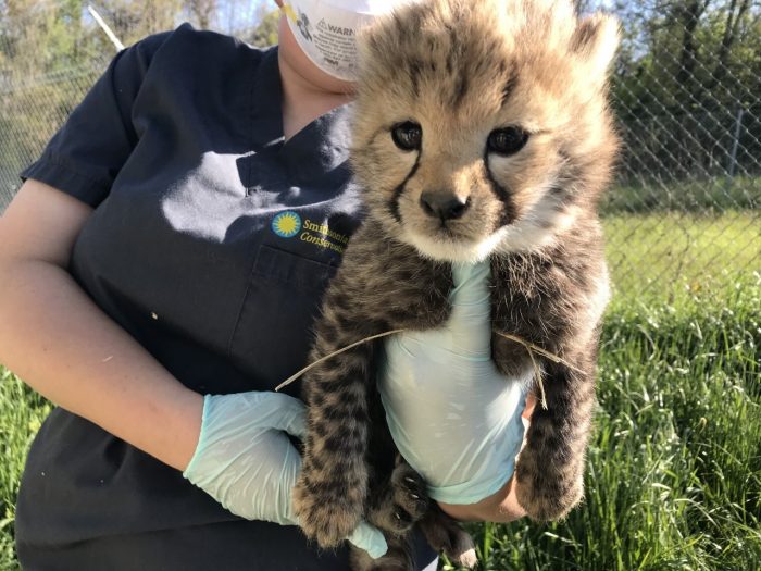 Rock the Vote: Cheetah cub names have been announced!