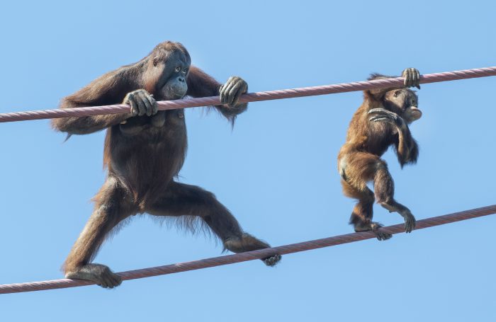 Orangutans on O line