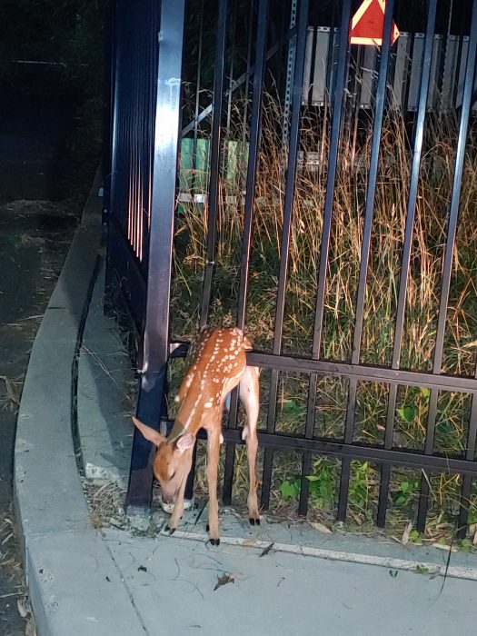 Faun in fence