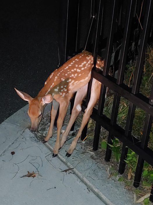 Faun entangled in fence