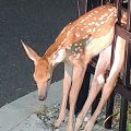 Baby deer caught in fence