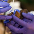 Closeup of researcher's hands holding bumblebee bat