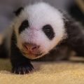Cropped photo of panda cub