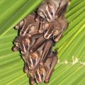 Six_brown_bats_huddled_in_a_green_leaf