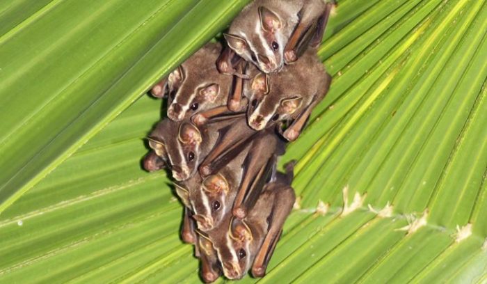 Six_brown_bats_huddled_in_a_green_leaf