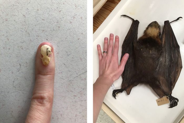 Tiny bat skull next to a large, stuffed bat.