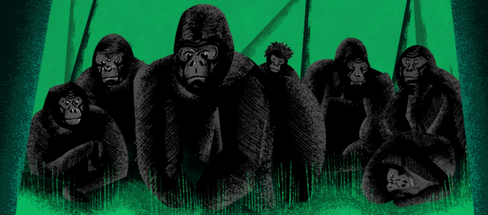 Graphic for Sidedoor episode "The Gorilla Epidemic"