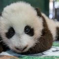 Close up of giant panda cub