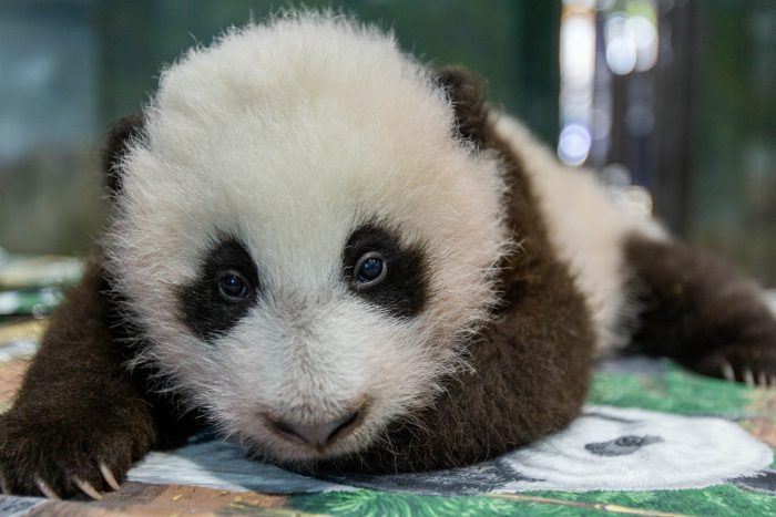 Close up of giant panda cub