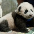 11-week-old panda cub