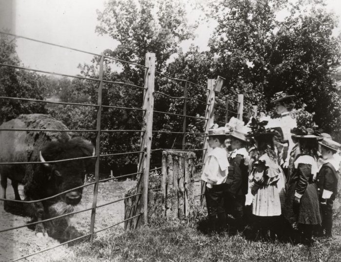 Historic photo of schoolchildren gathered around bison in a pen