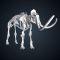 Thumbnail of mastadon skeleton