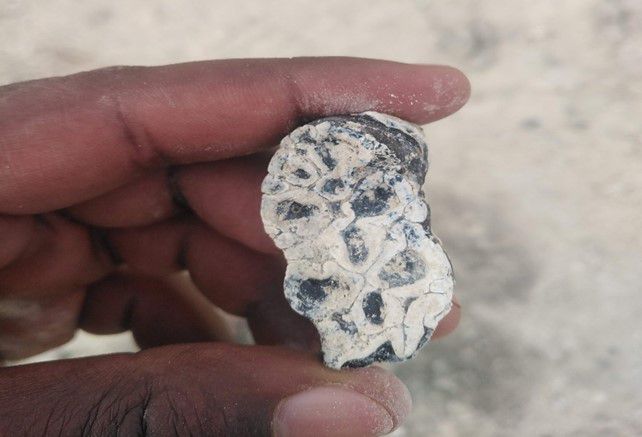 A hand holding a small fossil tooth.