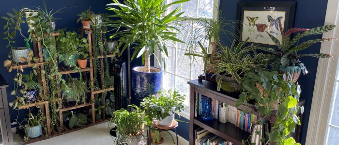 Collection of houseplants in staff member's home