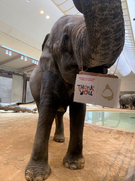 Elephant holding thankyou sign