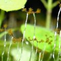 cropped photo of tiny moss-like plants