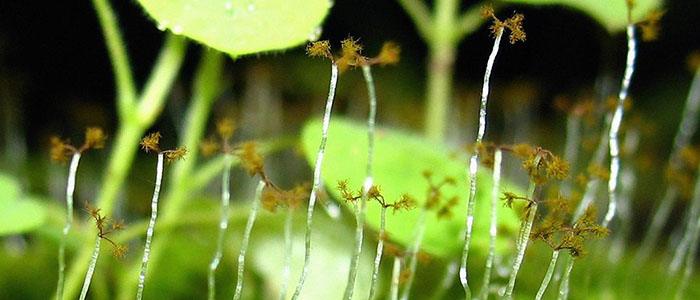 Smithsonian Voices: Tiny plants in a big, changing world