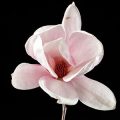 Close-up of saucer magnolia flower