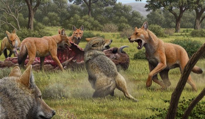 Painting of prehistoric wolves fighting over a carcass