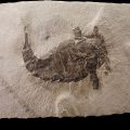 Fossilized sea scorpion