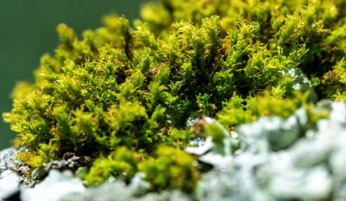 Close up of small moss-like plants