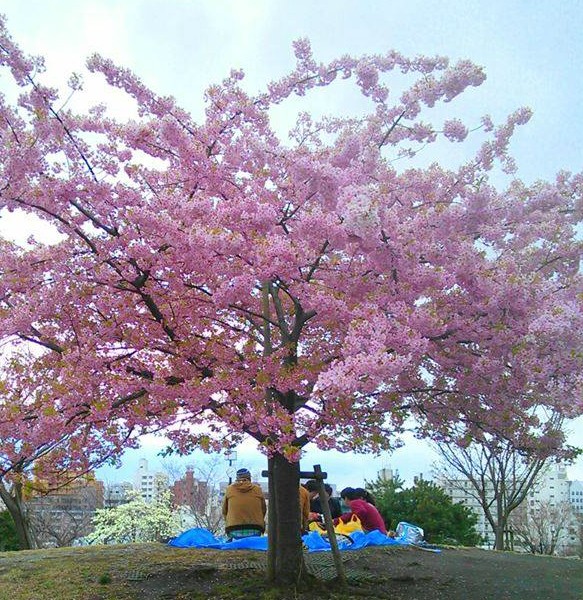 Picnickers beneath blooming tree