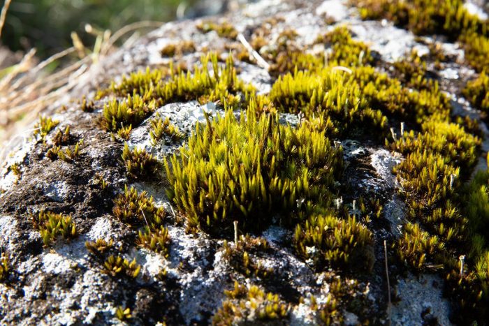 Moss-like plants on rocks