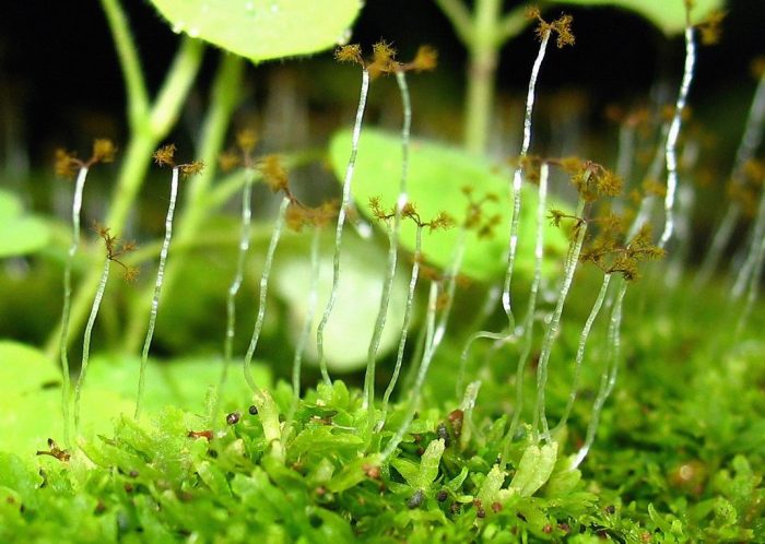 Close-up of tiny filament-like plants