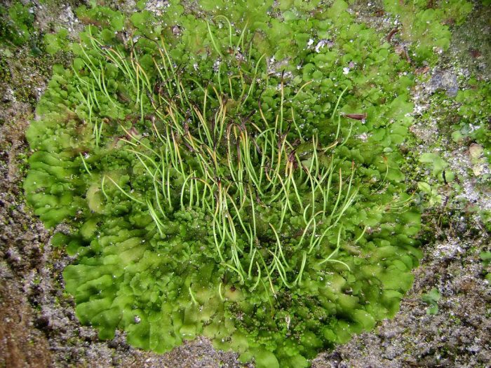Moss-like plants