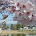 Woman touching cherry blossom tree near small lake