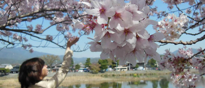 Significance of Sakura: Cherry Blossom Traditions in Japan