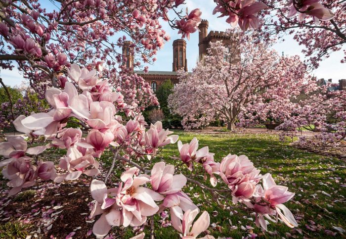 The Haupt Garden with Castle in the background, magnolias in the foreground