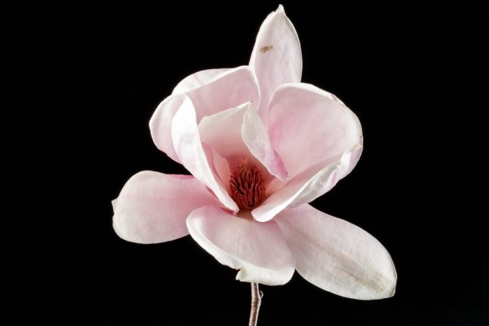 close up of saucer magnolia flower