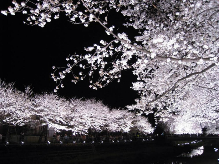 Illuminated cherry trees