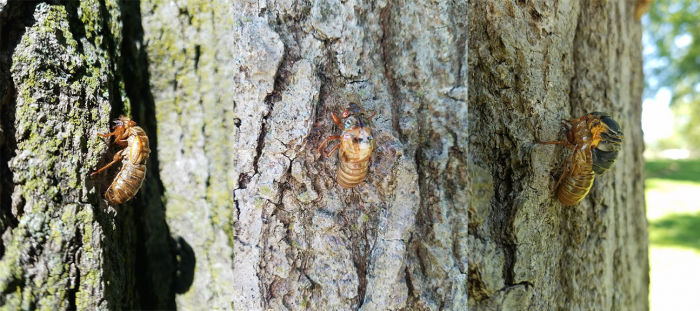 Cicadas on tree