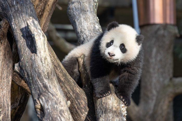 giant panda xiao qi ji